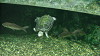 DSCN0677_thumb.png
