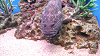 DSCN0685_thumb.png