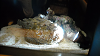 DSCN0690_thumb.png