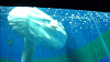 DSCN0700_thumb.png