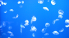 DSCN0704_thumb.png