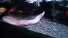 DSCN0706_thumb.png