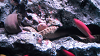 DSCN0707_thumb.png