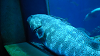 DSCN0709_thumb.png