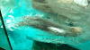 DSCN0711_thumb.png