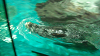 DSCN0713_thumb.png