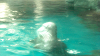 DSCN0714_thumb.png