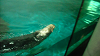 DSCN0730_thumb.png