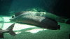 DSCN0745_thumb.png