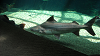 DSCN0746_thumb.png