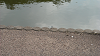DSCN0778_thumb.png