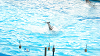 DSCN0929_thumb.png