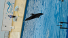 DSCN0937_thumb.png
