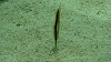 DSCN0942_thumb.png