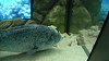 DSCN0944_thumb.png