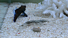 DSCN0952_thumb.png