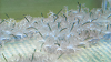 DSCN0953_thumb.png