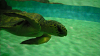 DSCN0955_thumb.png