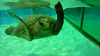 DSCN0957_thumb.png