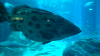 DSCN0964_thumb.png