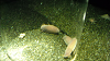 DSCN0974_thumb.png