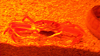 DSCN0975_thumb.png