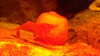 DSCN0976_thumb.png