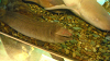 DSCN0978_thumb.png