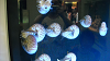 DSCN0982_thumb.png