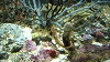DSCN0983_thumb.png