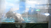 DSCN0998_thumb.png